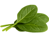 Leaf Decoration